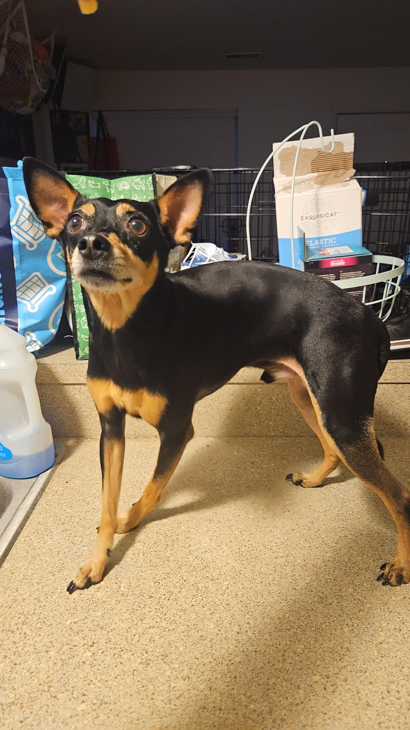 Pet Image