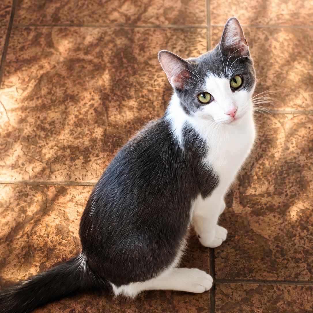 Enlarge Palmetto, a Adoptable Domestic Short Hair in Charlotte, NC image 3/4
