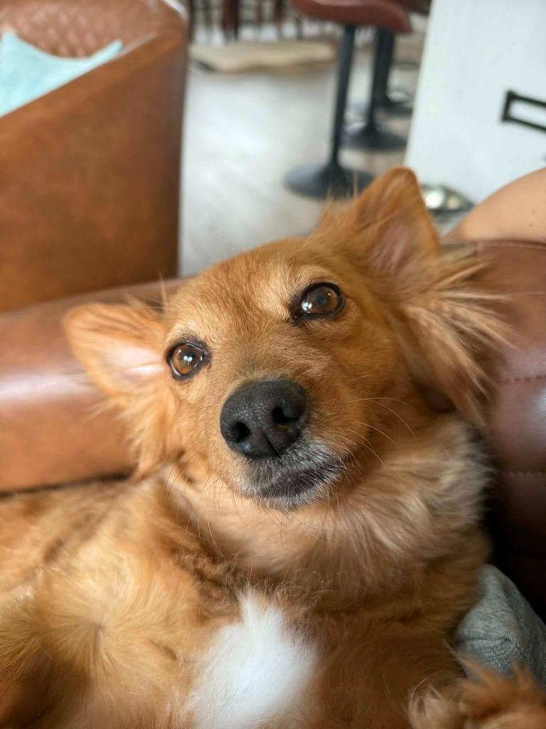 Enlarge Lillian, a Adoptable mixed breed in Waxhaw, NC image 1/5