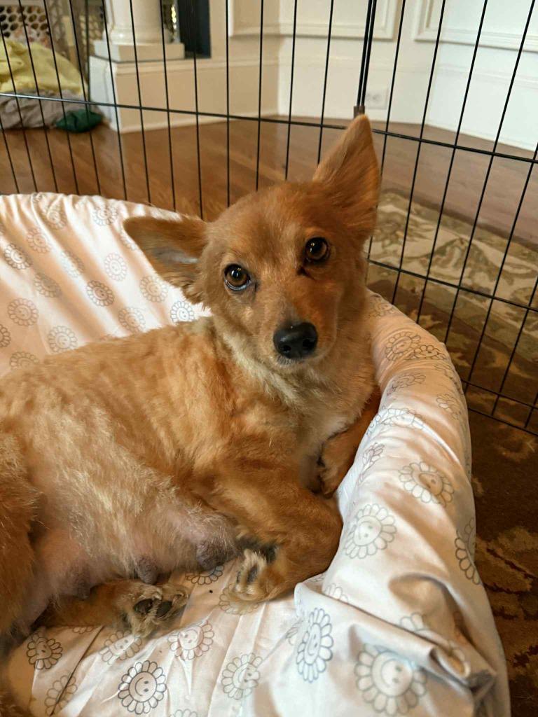 Enlarge Lillian, a Adoptable mixed breed in Waxhaw, NC image 2/5