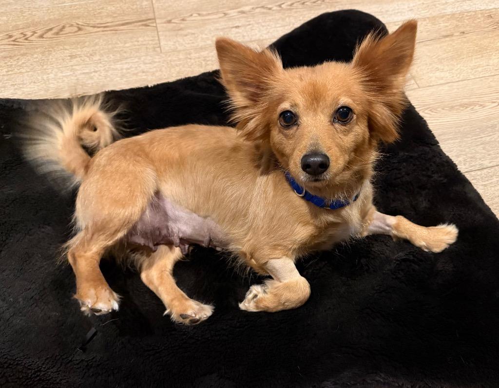 Enlarge Lillian, a Adoptable mixed breed in Waxhaw, NC image 3/5