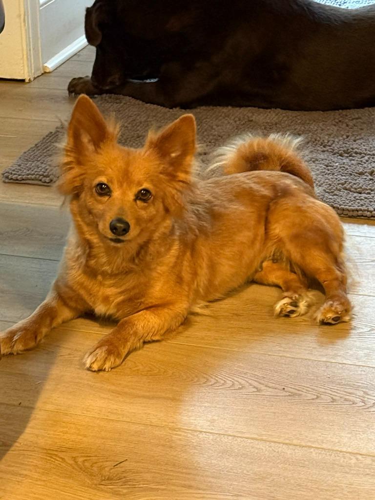 Enlarge Lillian, a Adoptable mixed breed in Waxhaw, NC image 4/5