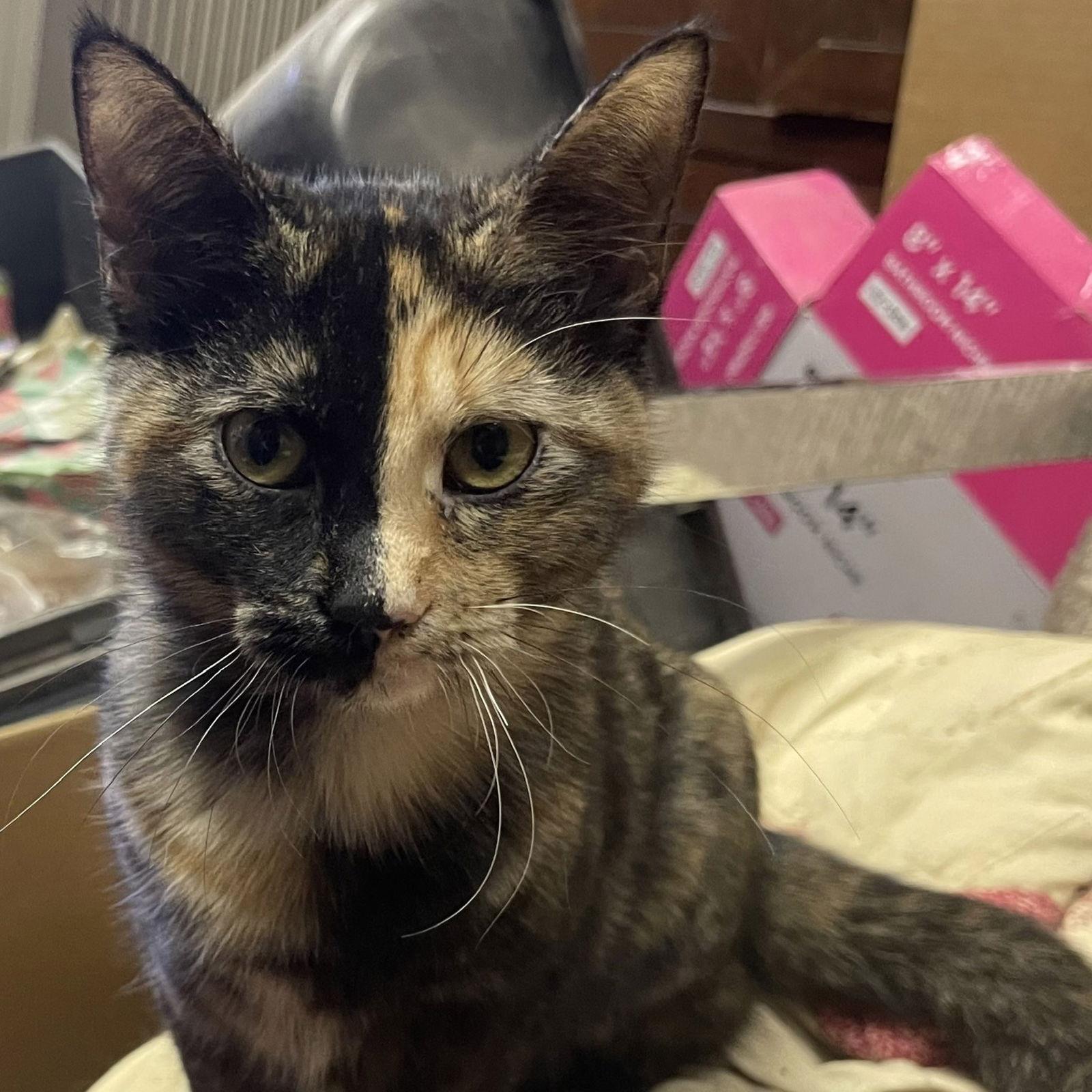 Enlarge Two Face aka Eve, a Adoptable Tortoiseshell in Garland, TX image 2/3
