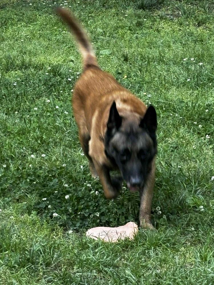 Kuno 2, Adoptable, Adult Male Belgian Shepherd / Malinois & German Shepherd Dog.