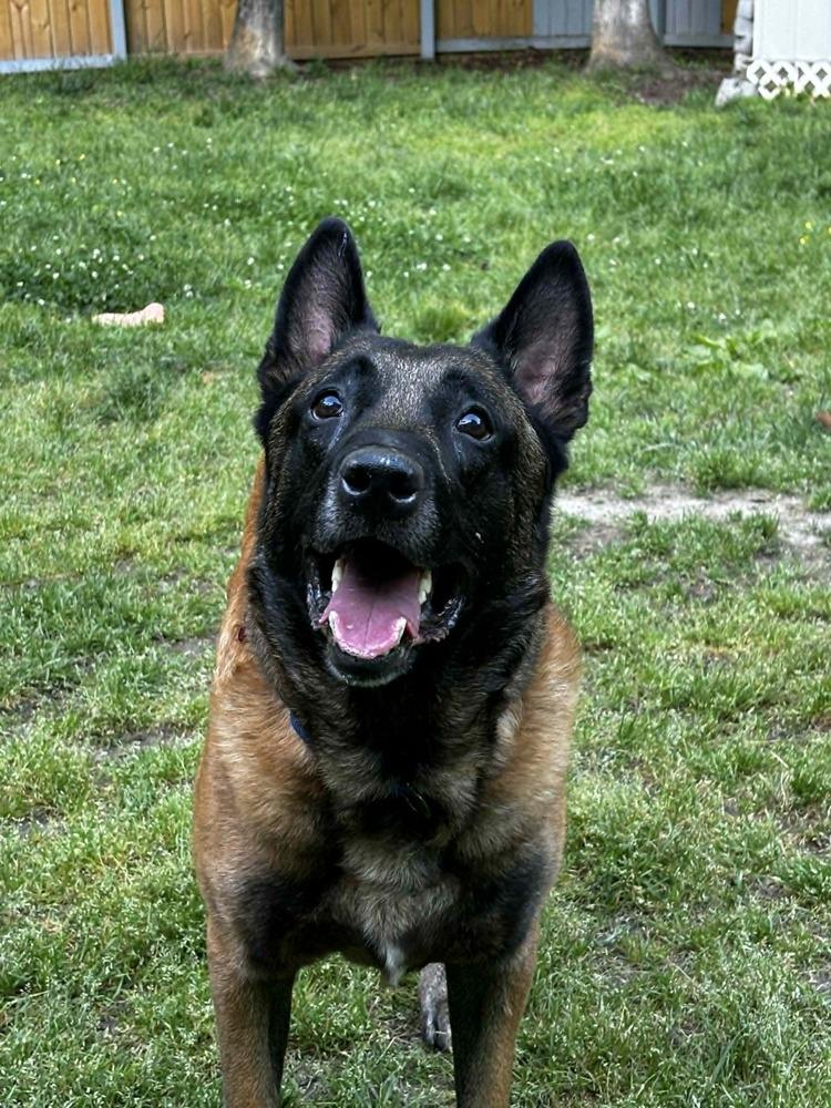 Kuno 2, a Adoptable mixed breed in Dutton, VA image 2/3