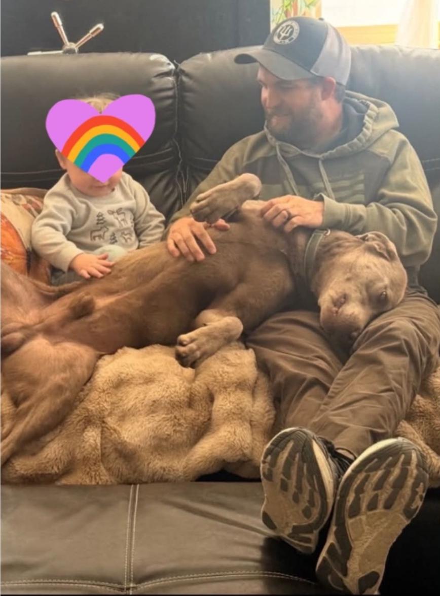 Enlarge Sgt Coady, a Adoptable Chesapeake Bay Retriever in McMurray , PA image 4/6