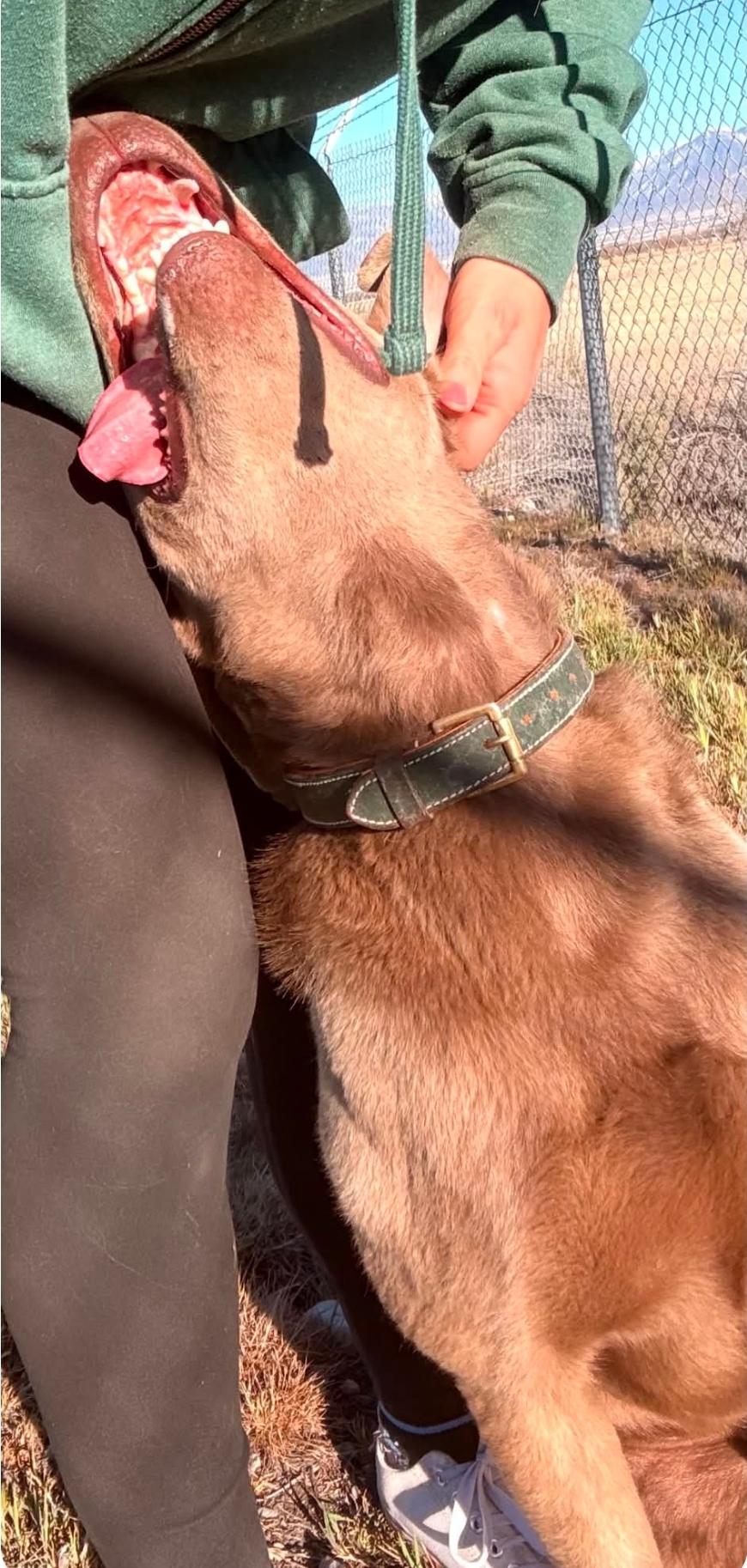 Enlarge Sgt Coady, a Adoptable Chesapeake Bay Retriever in McMurray , PA image 6/6