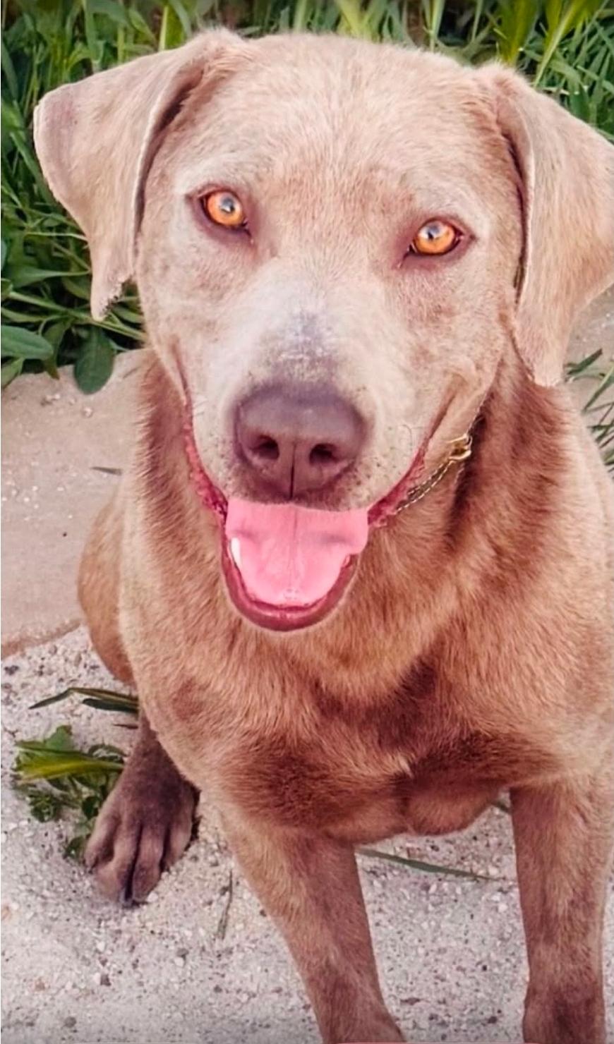 Enlarge Sgt Coady, a Adoptable Chesapeake Bay Retriever in McMurray , PA image 1/6