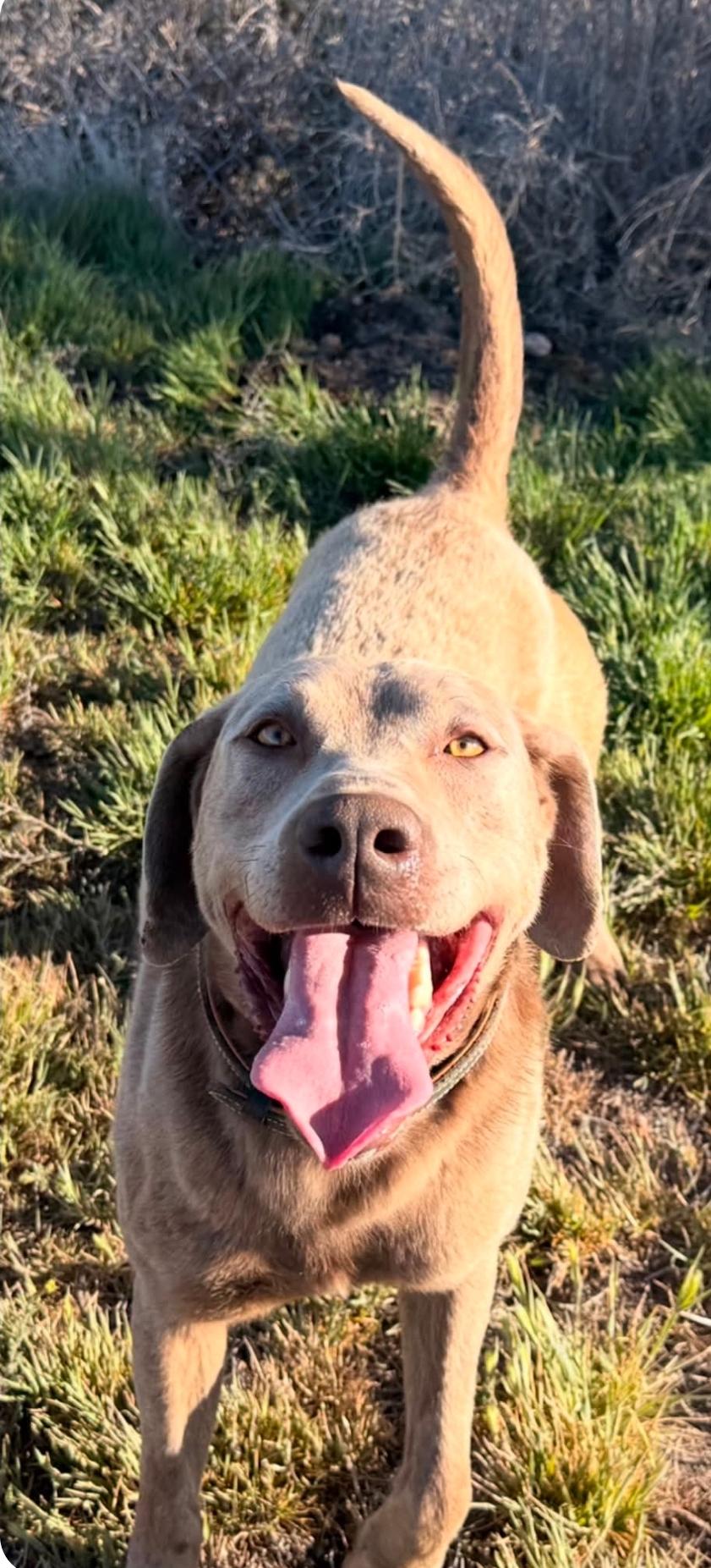 Enlarge Sgt Coady, a Adoptable Chesapeake Bay Retriever in McMurray , PA image 2/6