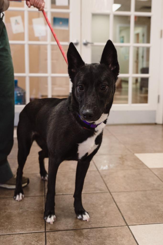 Storm, Adoptable, Young Female Terrier.