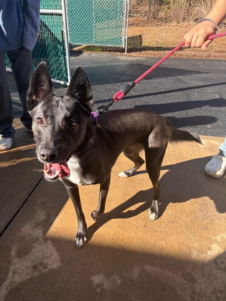 Enlarge Storm, a Adoptable mixed breed in Mocksville, NC image 2/6