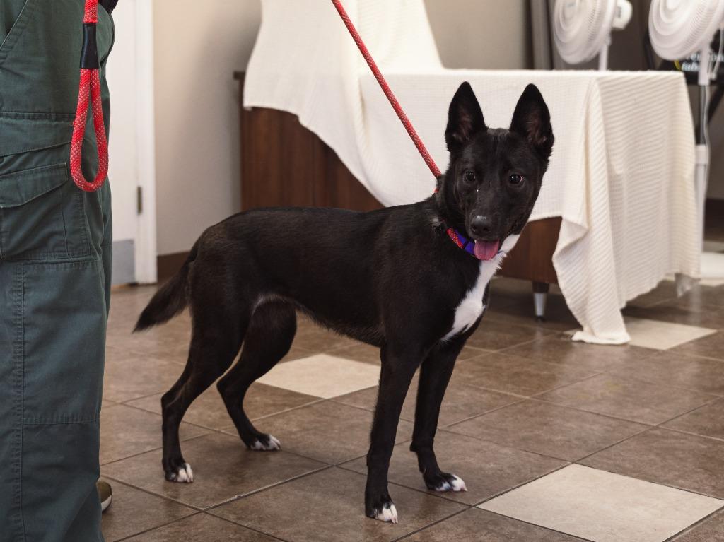 Enlarge Storm, a Adoptable mixed breed in Mocksville, NC image 3/6