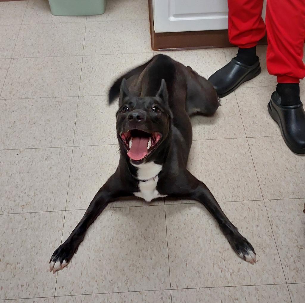 Enlarge Storm, a Adoptable mixed breed in Mocksville, NC image 4/6