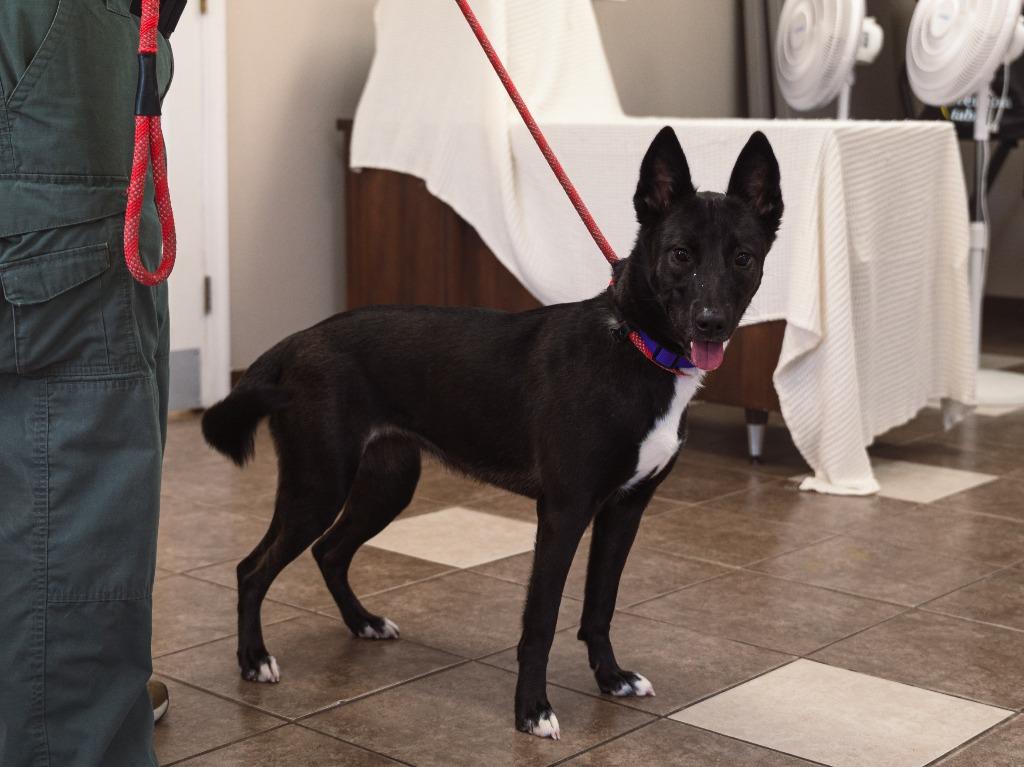 Enlarge Storm, a Adoptable mixed breed in Mocksville, NC image 5/6