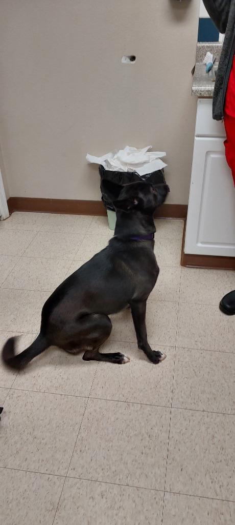 Enlarge Storm, a Adoptable mixed breed in Mocksville, NC image 6/6