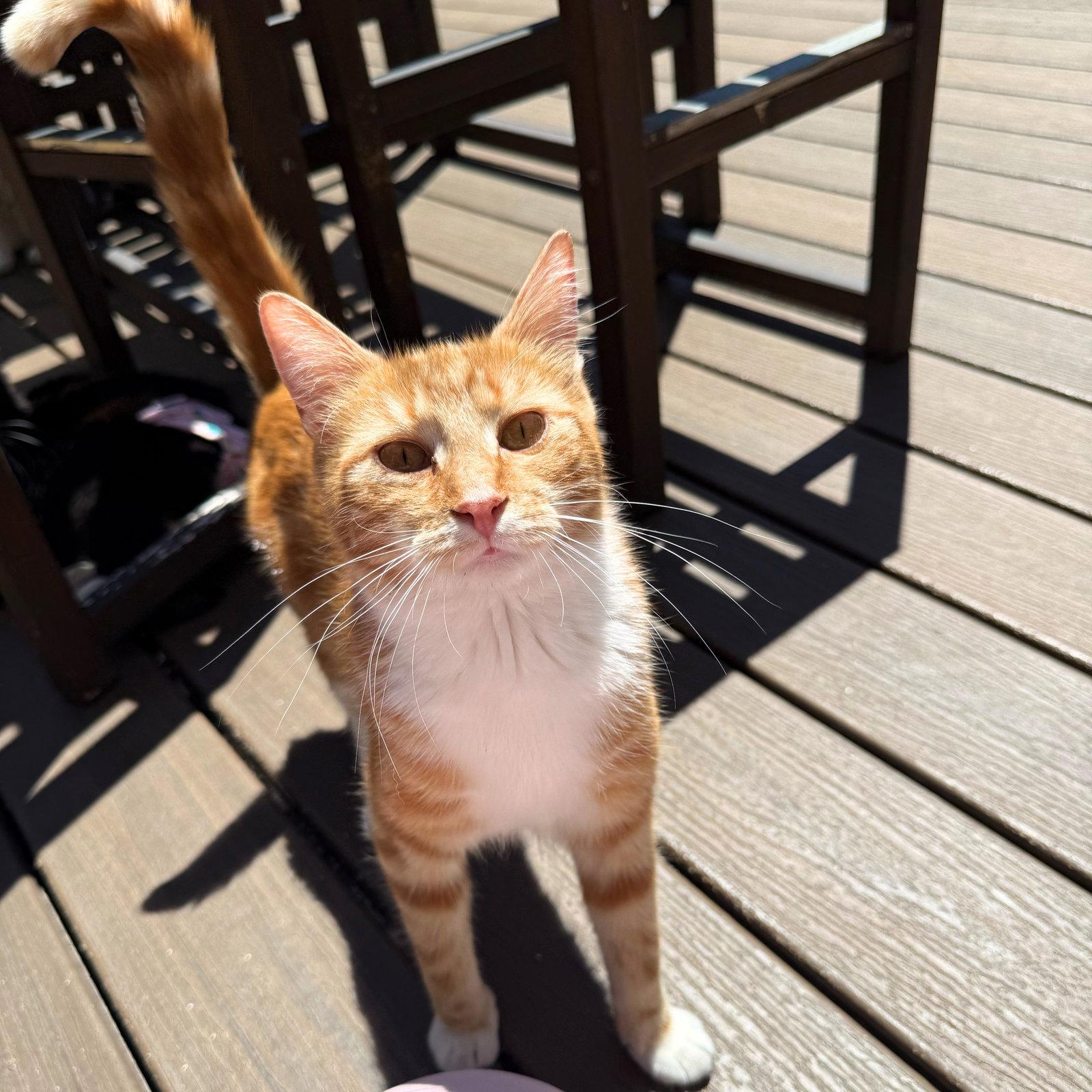 Enlarge Club Sandwich, a Adoptable Domestic Short Hair in Brooklyn, NY image 1/3