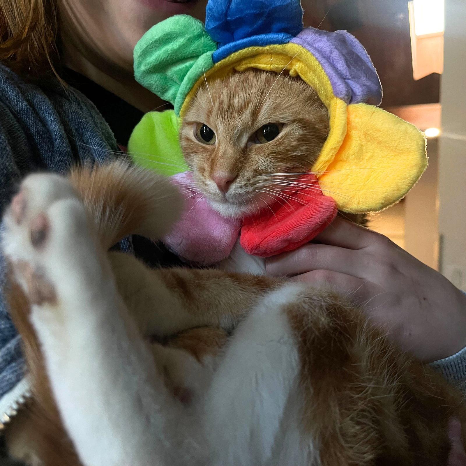 Enlarge Club Sandwich, a Adoptable Domestic Short Hair in Brooklyn, NY image 2/3
