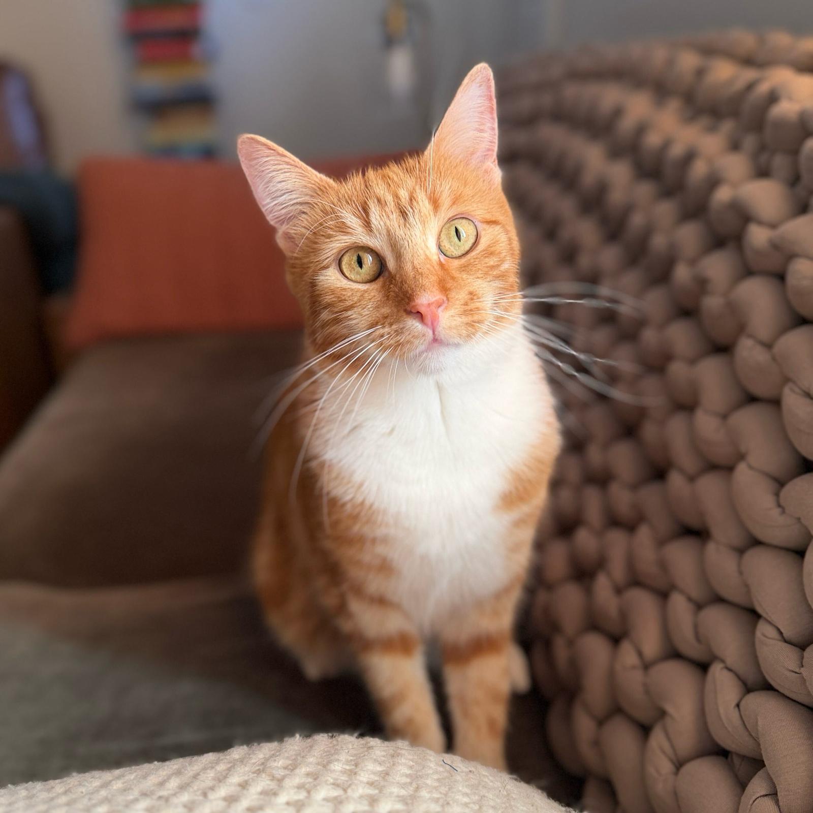 Enlarge Club Sandwich, a Adoptable Domestic Short Hair in Brooklyn, NY image 3/3