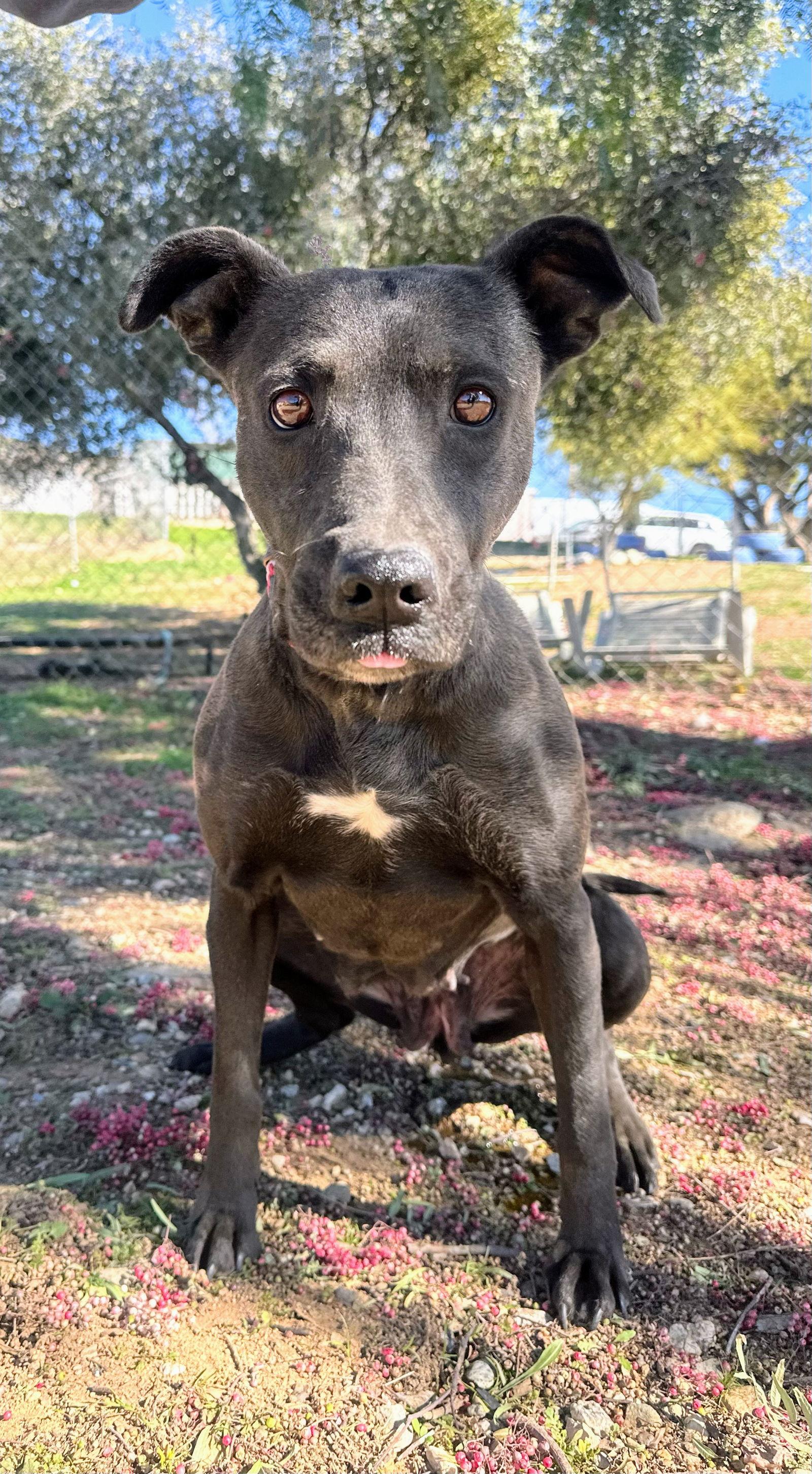 Venus, Adoptable, Adult Female Labrador Retriever.