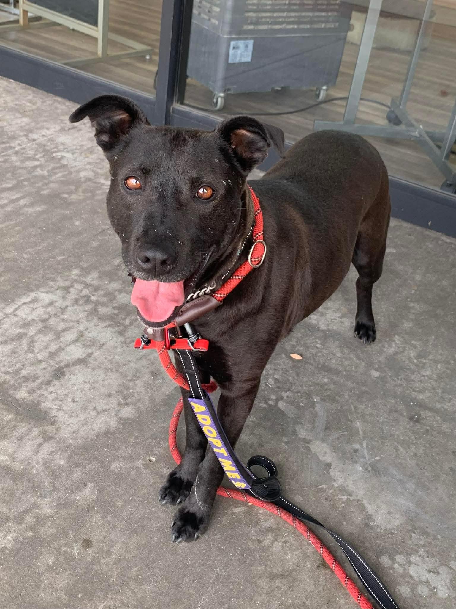 Venus, Adoptable, Adult Female Labrador Retriever.