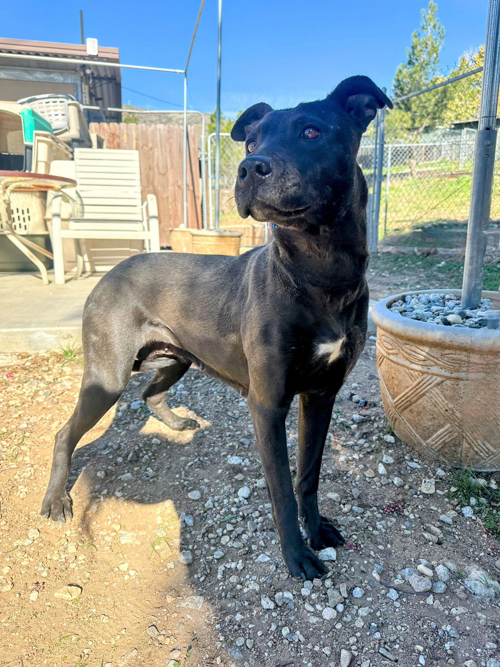 Enlarge Venus, a Adoptable Labrador Retriever in San Diego, CA image 2/3