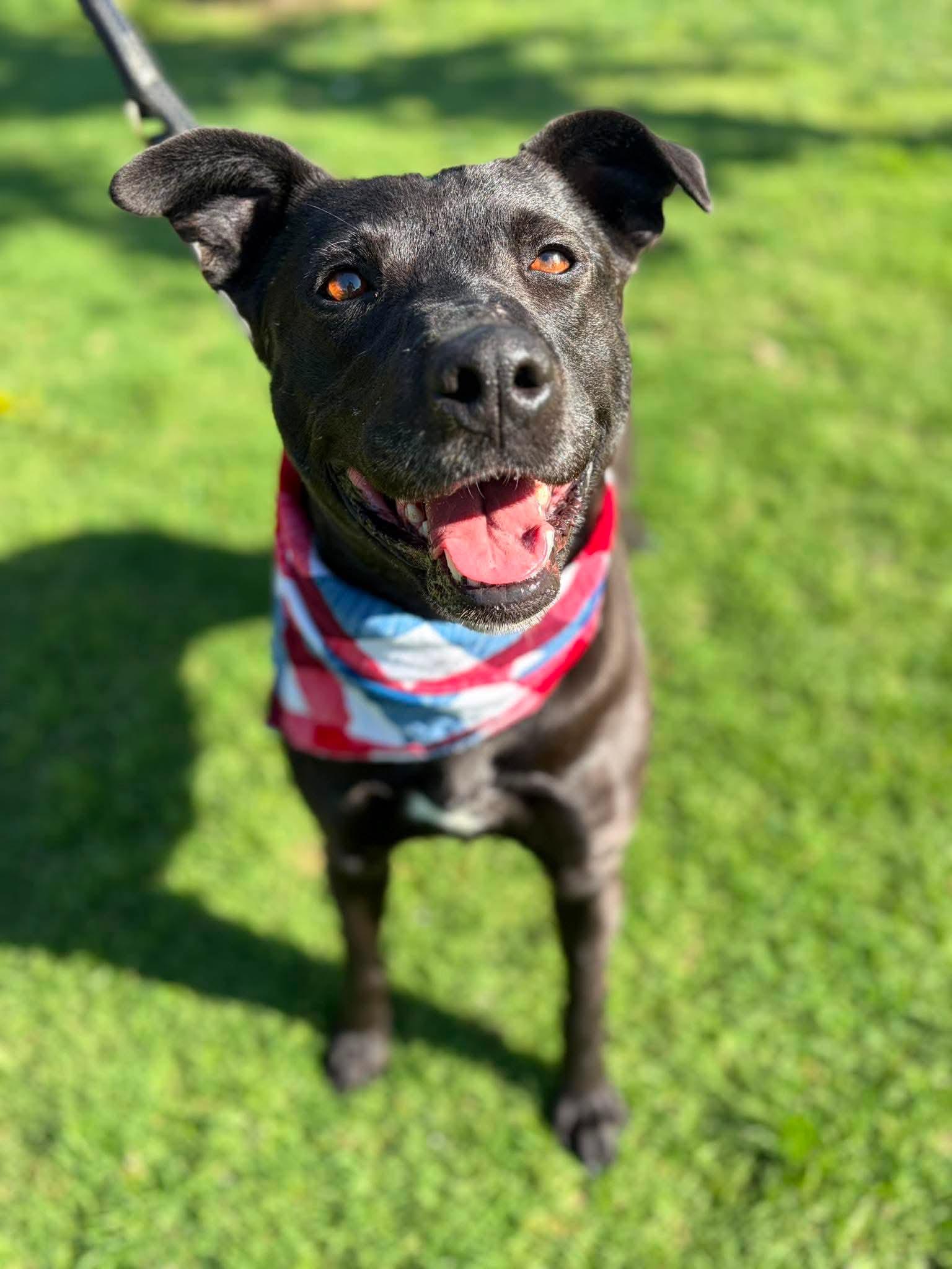 Venus, a Adoptable Labrador Retriever in San Diego, CA image 2/3