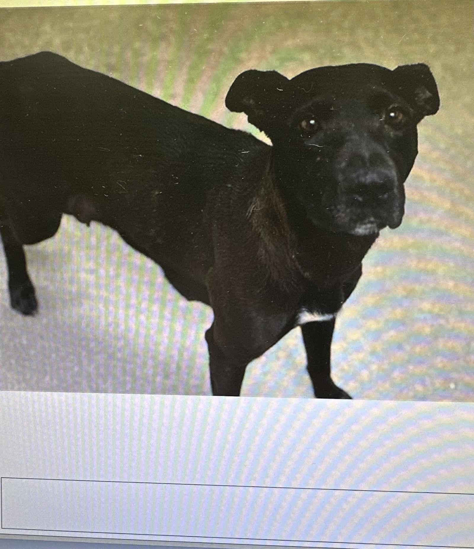 Enlarge Venus, a Adoptable Labrador Retriever in San Diego, CA image 3/3