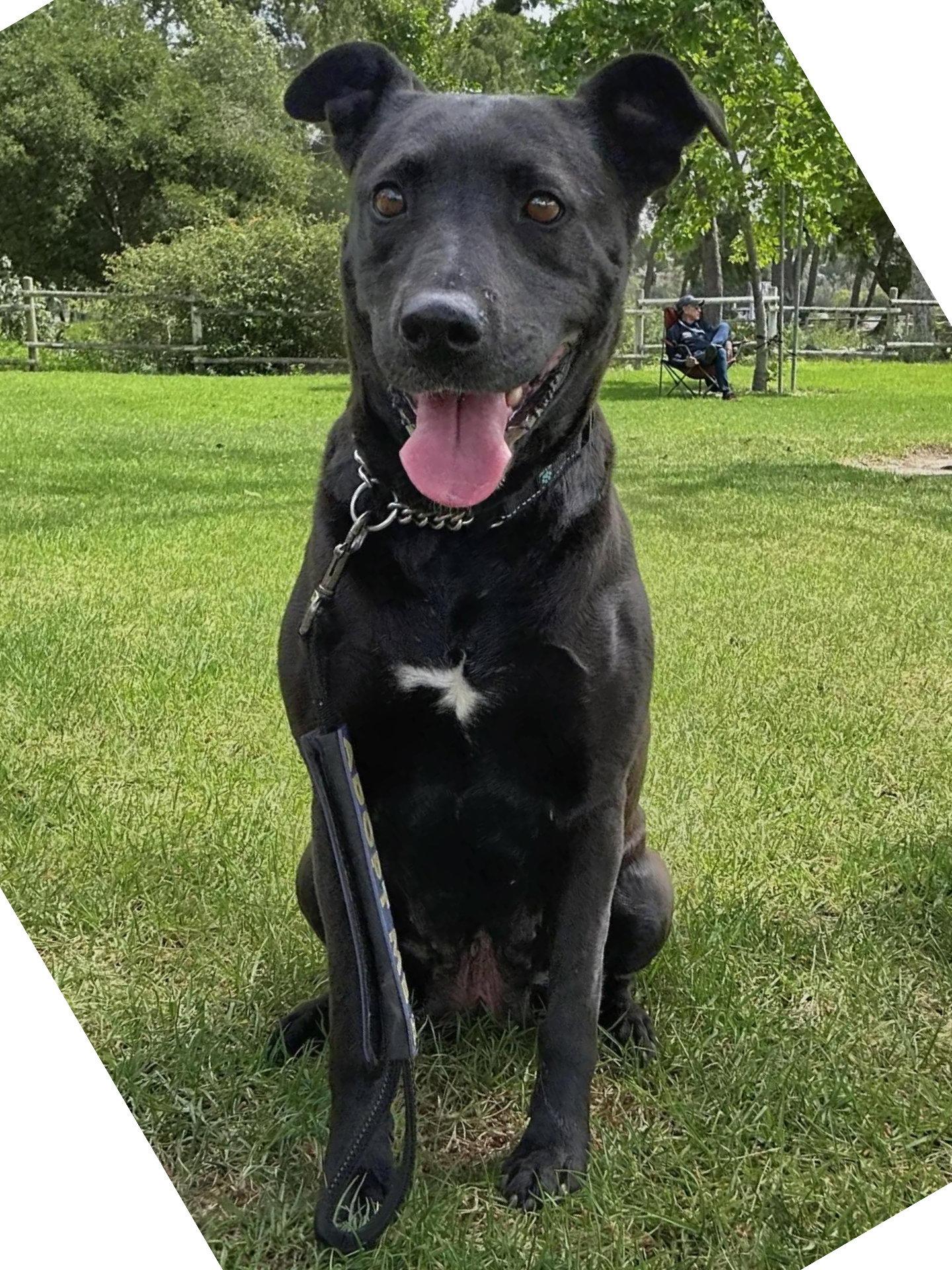 Venus, a Adoptable Labrador Retriever in San Diego, CA image 3/3
