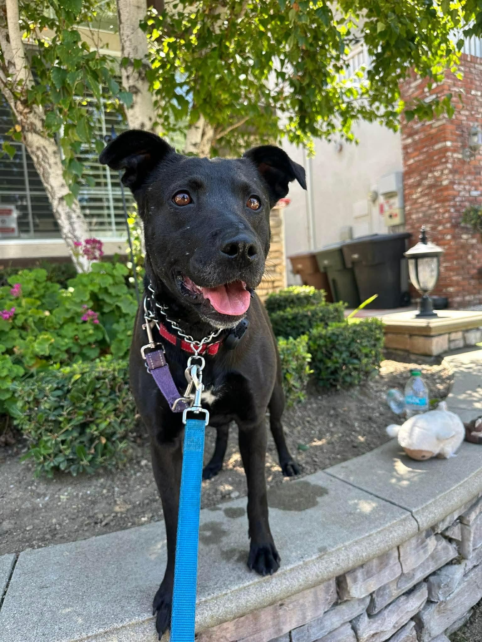 Venus, a Adoptable Labrador Retriever in San Diego, CA image 3/3