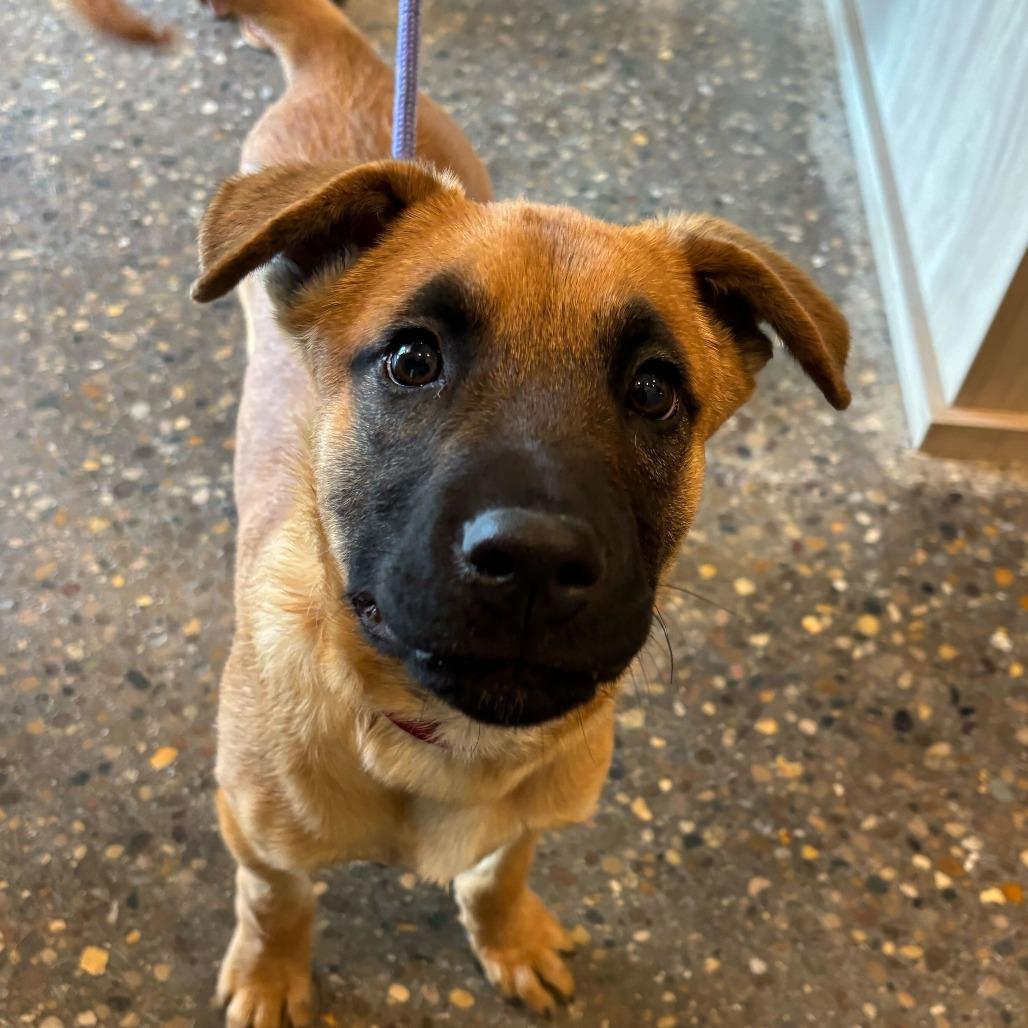 Dobro, Adoptable, Puppy Male Black Mouth Cur.
