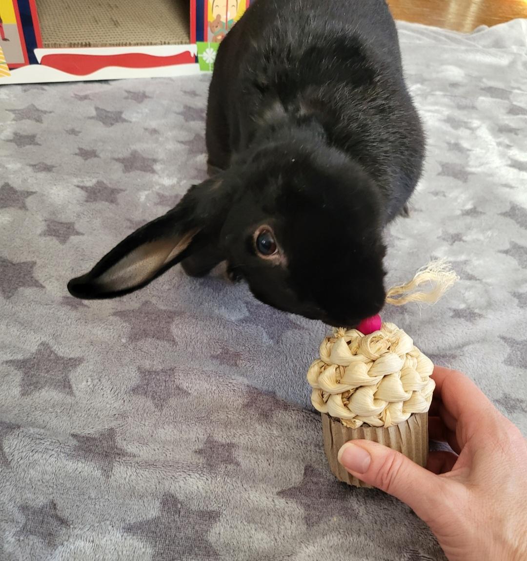 Enlarge Tarrant, a Adoptable mixed breed in Harrisburg, PA image 3/3