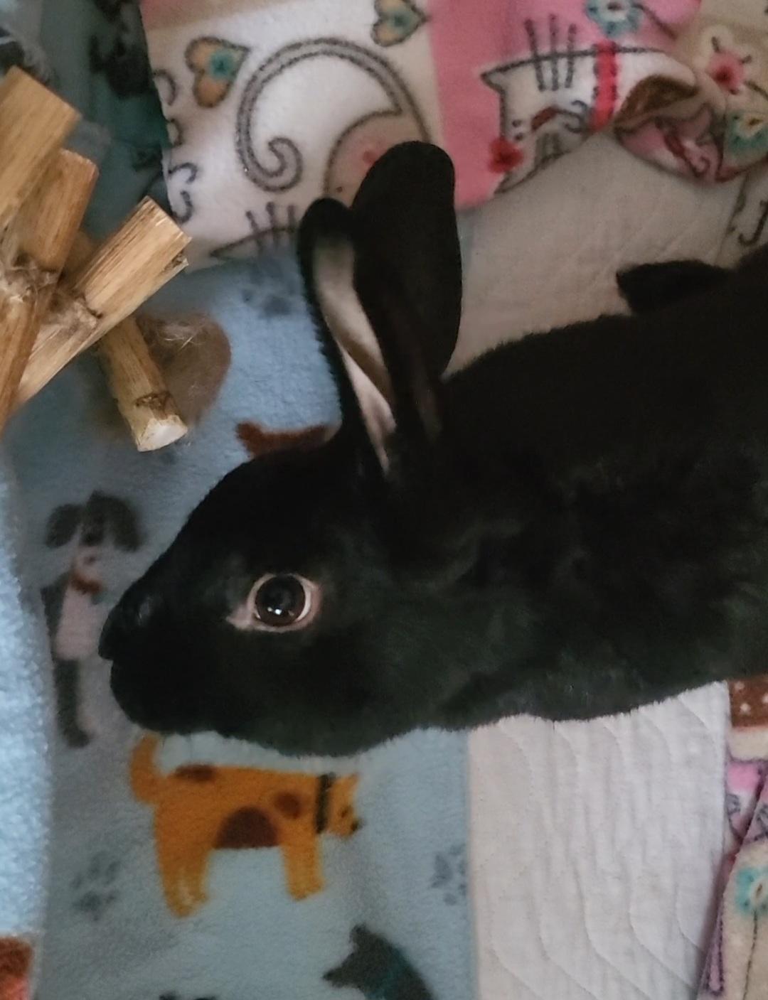 Tarrant, Adoptable, Adult Male Bunny Rabbit & Dutch.