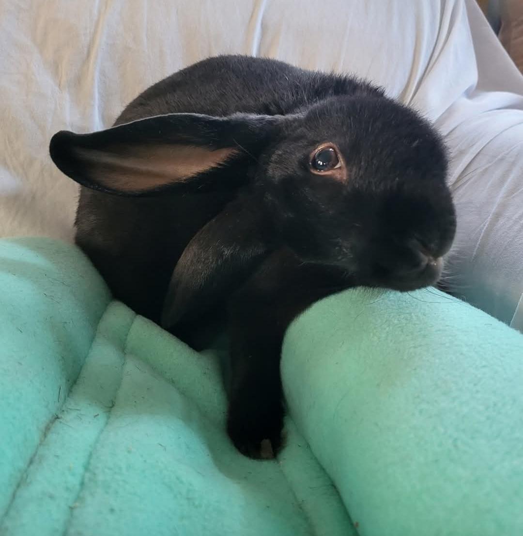 Enlarge Tarrant, a Adoptable mixed breed in Harrisburg, PA image 2/3