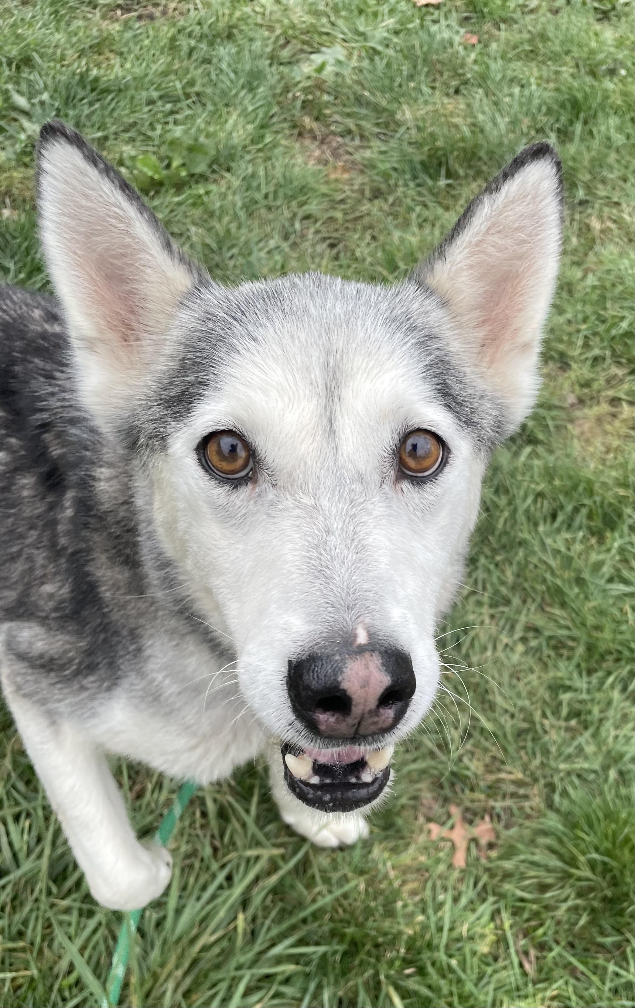 Enlarge Punky AVAILABLE, a Adoptable mixed breed in Canton, OH image 2/6
