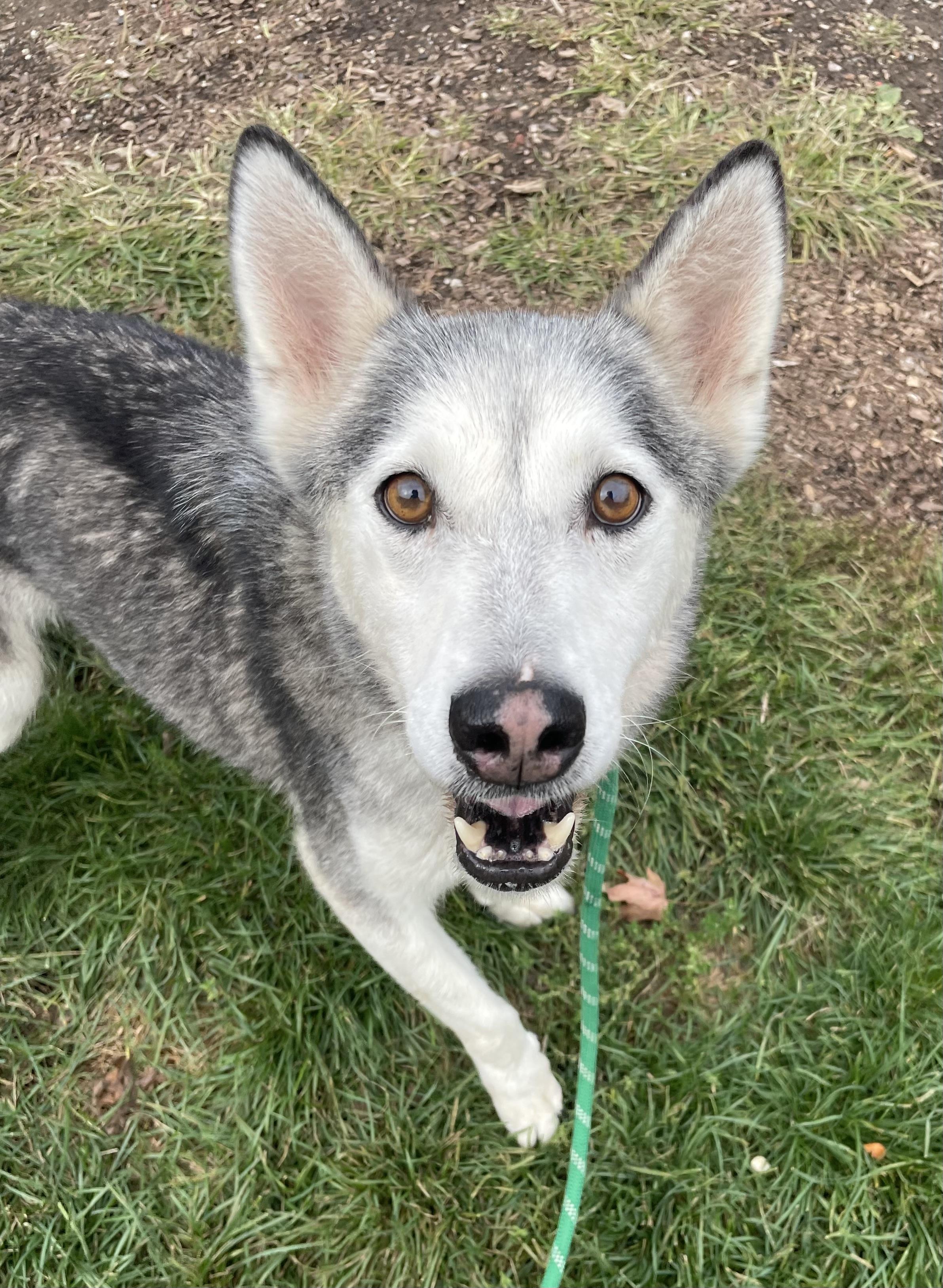 Enlarge Punky AVAILABLE, a Adoptable mixed breed in Canton, OH image 1/6