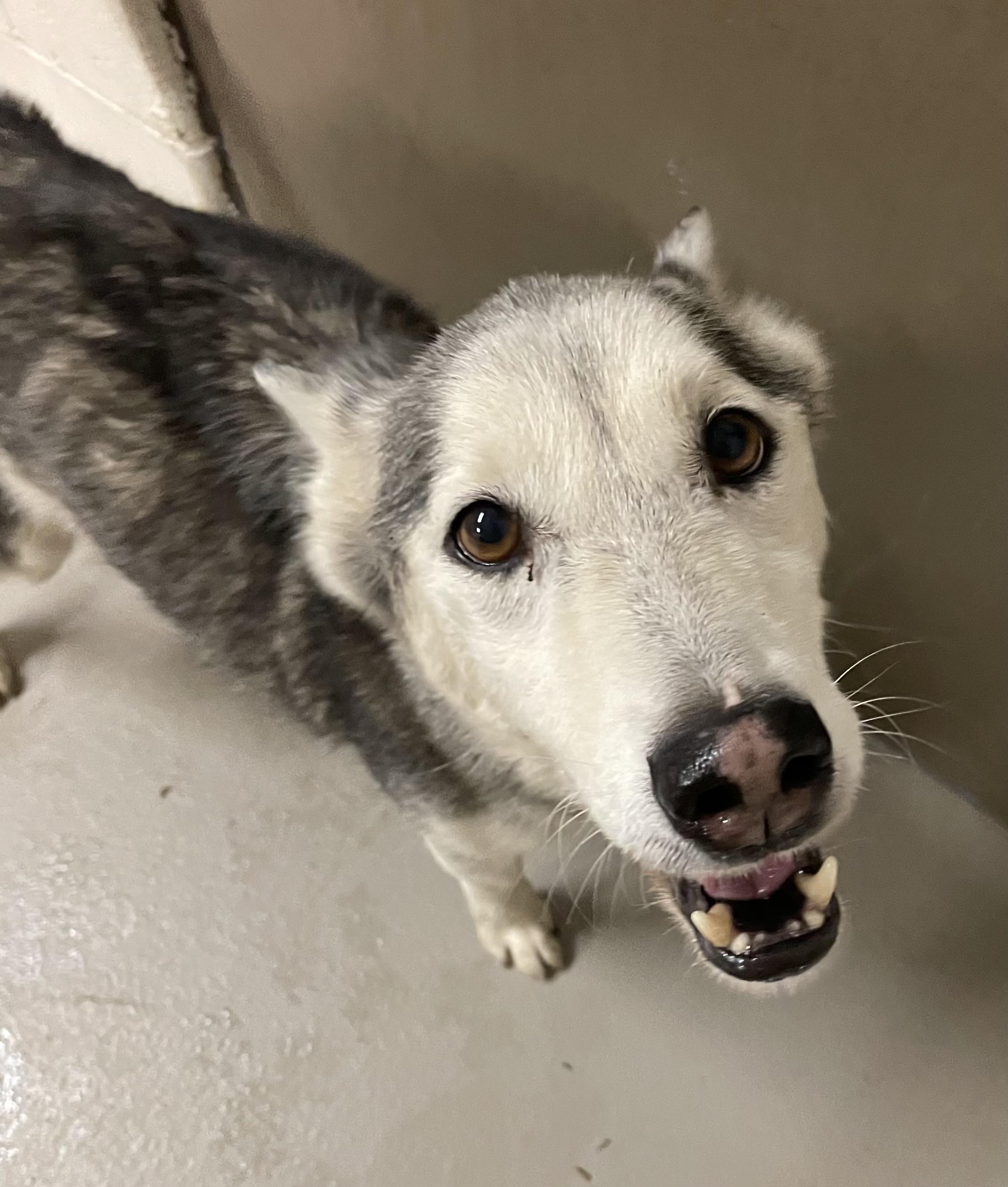 Enlarge Punky AVAILABLE, a Adoptable mixed breed in Canton, OH image 5/6