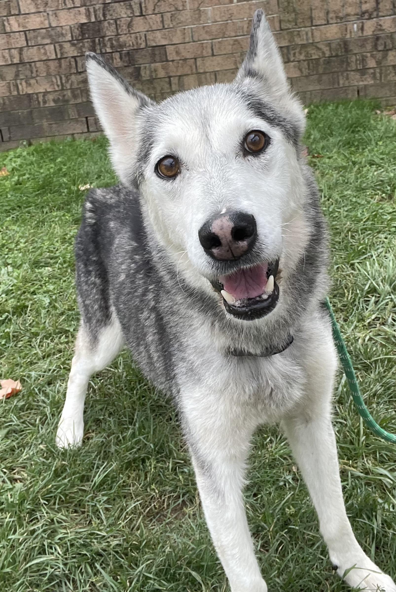 Enlarge Punky AVAILABLE, a Adoptable mixed breed in Canton, OH image 3/6