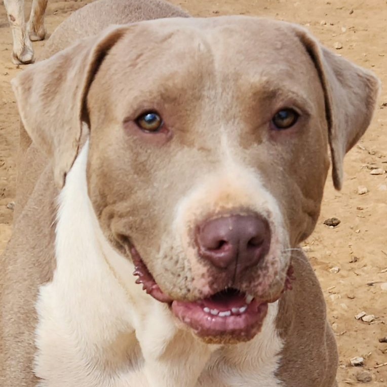 Enlarge Harper Lee - Needs Summer Lovin!, a Adoptable mixed breed in Woburn, MA image 1/6