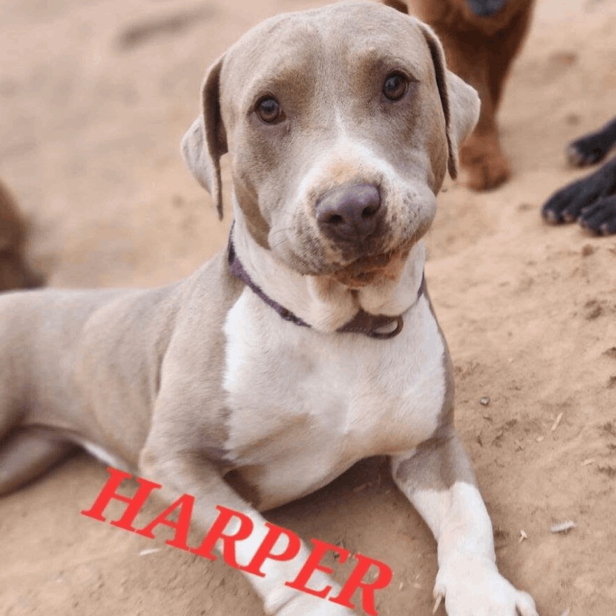 Enlarge Harper Lee - Needs Summer Lovin!, a Adoptable mixed breed in Woburn, MA image 6/6