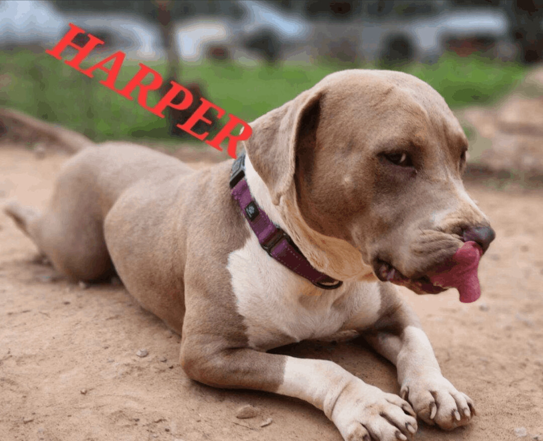 Enlarge Harper Lee - Needs Summer Lovin!, a Adoptable mixed breed in Woburn, MA image 3/6