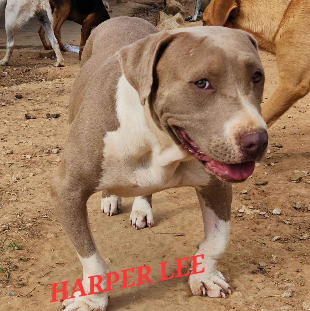 Enlarge Harper Lee - Needs Summer Lovin!, a Adoptable mixed breed in Woburn, MA image 5/6