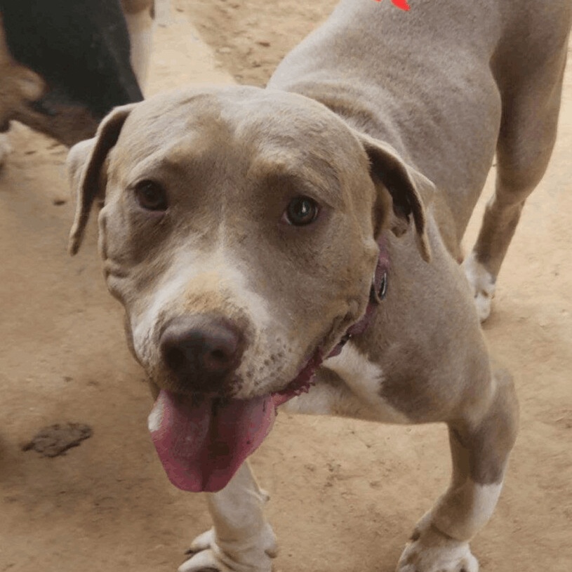 Enlarge Harper Lee - Needs Summer Lovin!, a Adoptable mixed breed in Woburn, MA image 4/6