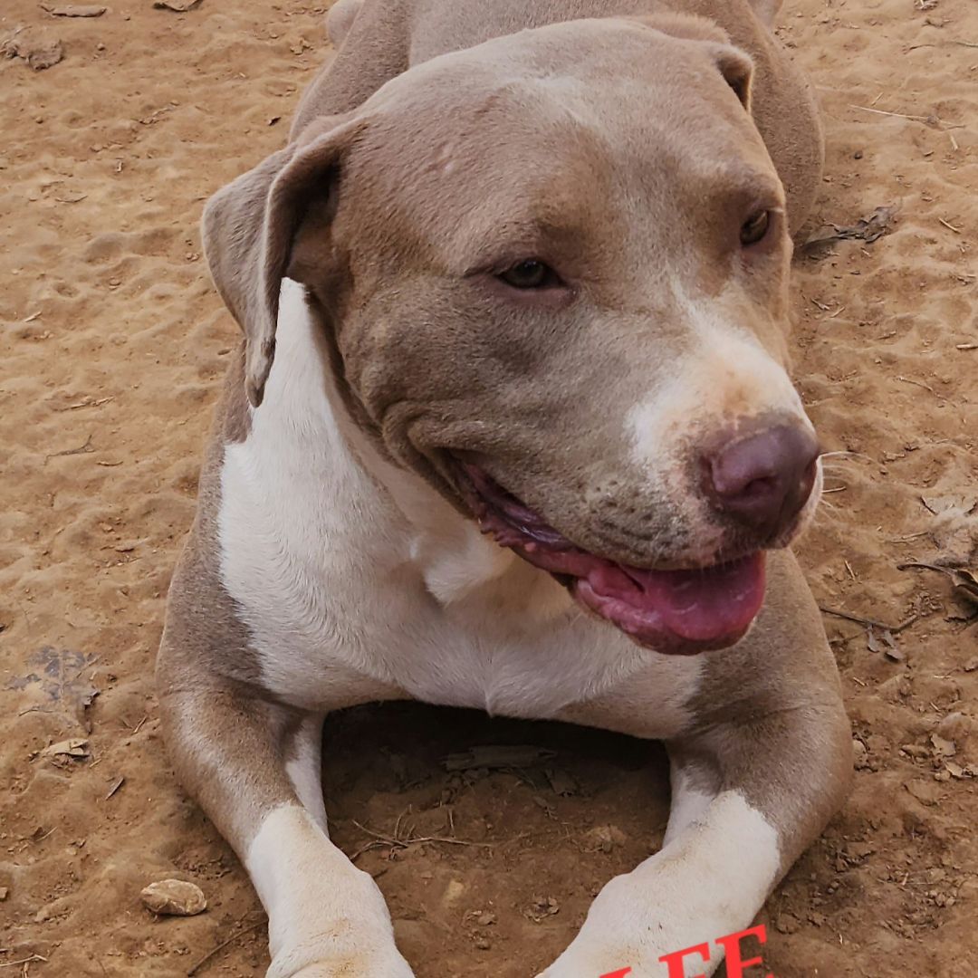 Enlarge Harper Lee - Needs Summer Lovin!, a Adoptable mixed breed in Woburn, MA image 2/6
