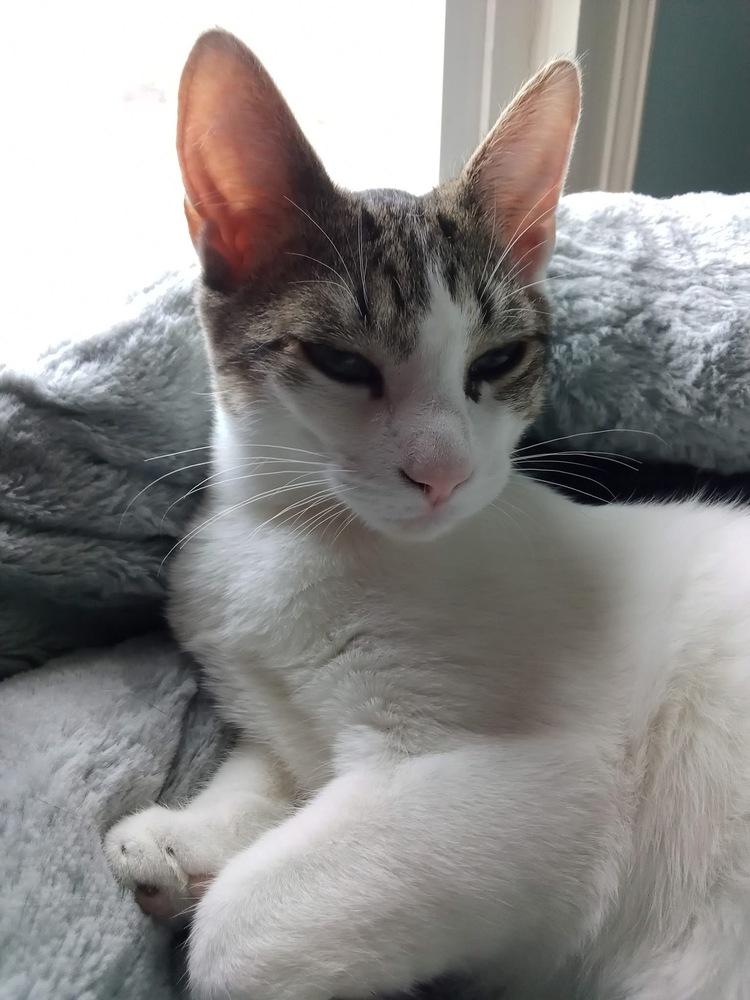Pandora’s Box: Elpis, a Adoptable mixed breed in Warren, CT image 6/6