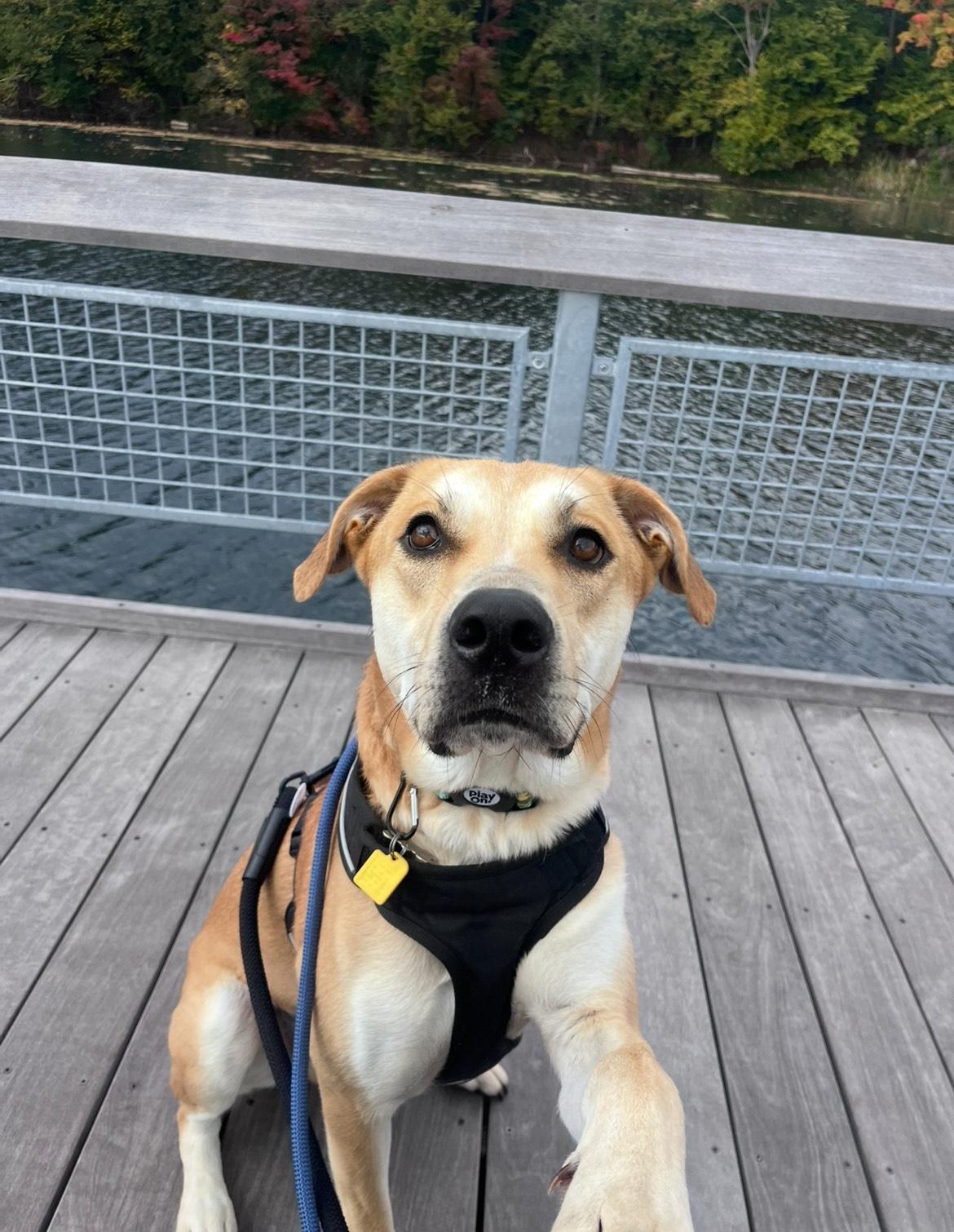 Wrigley, adoptable, Adult Male Mixed Breed.