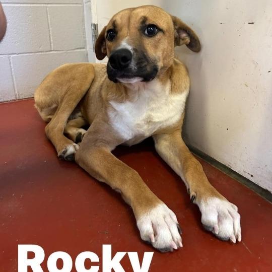 Rocky, Adoptable, Young Male Shepherd.