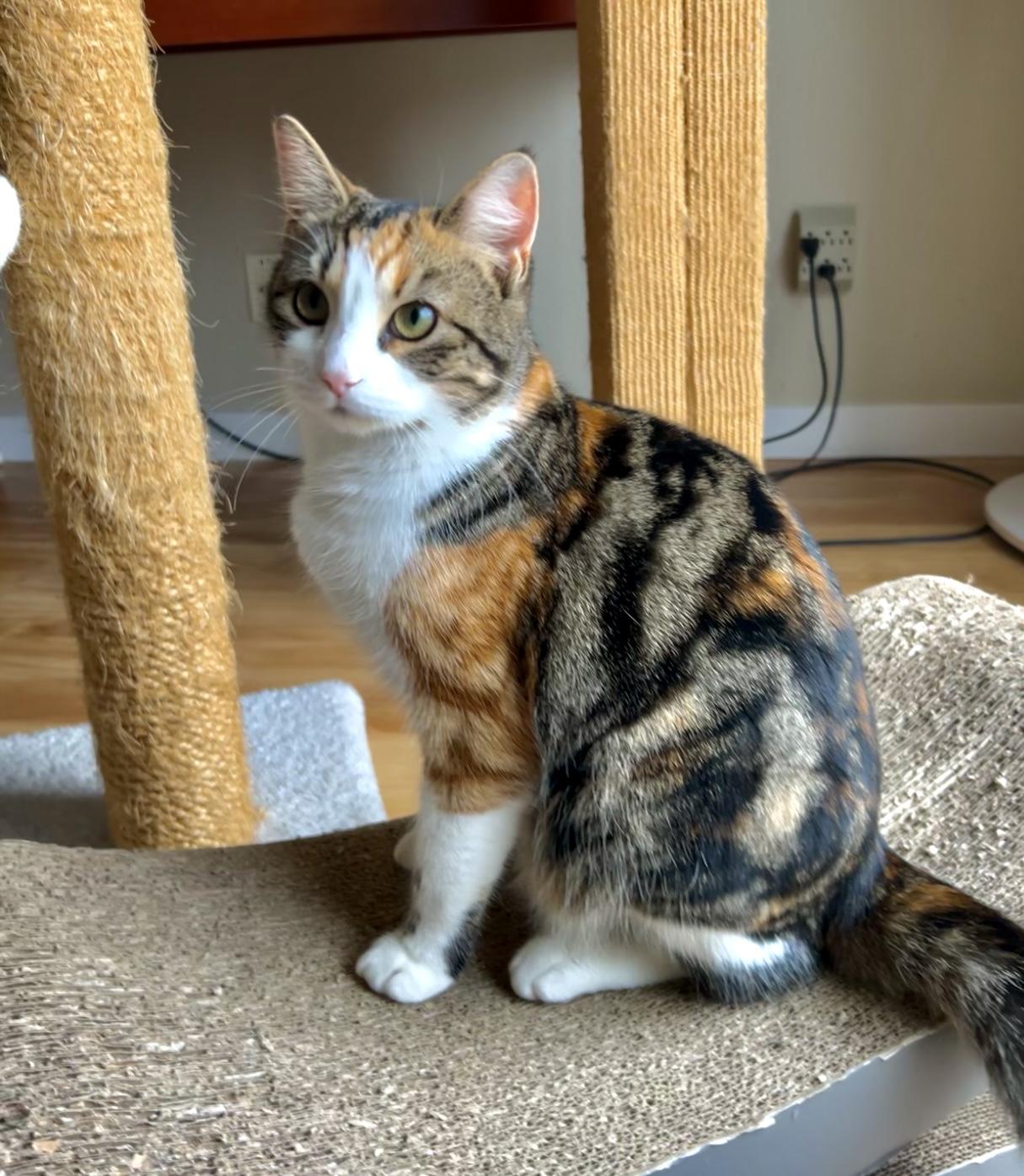 Enlarge Ginger, a Adoptable Calico in San Rafael, CA image 2/6
