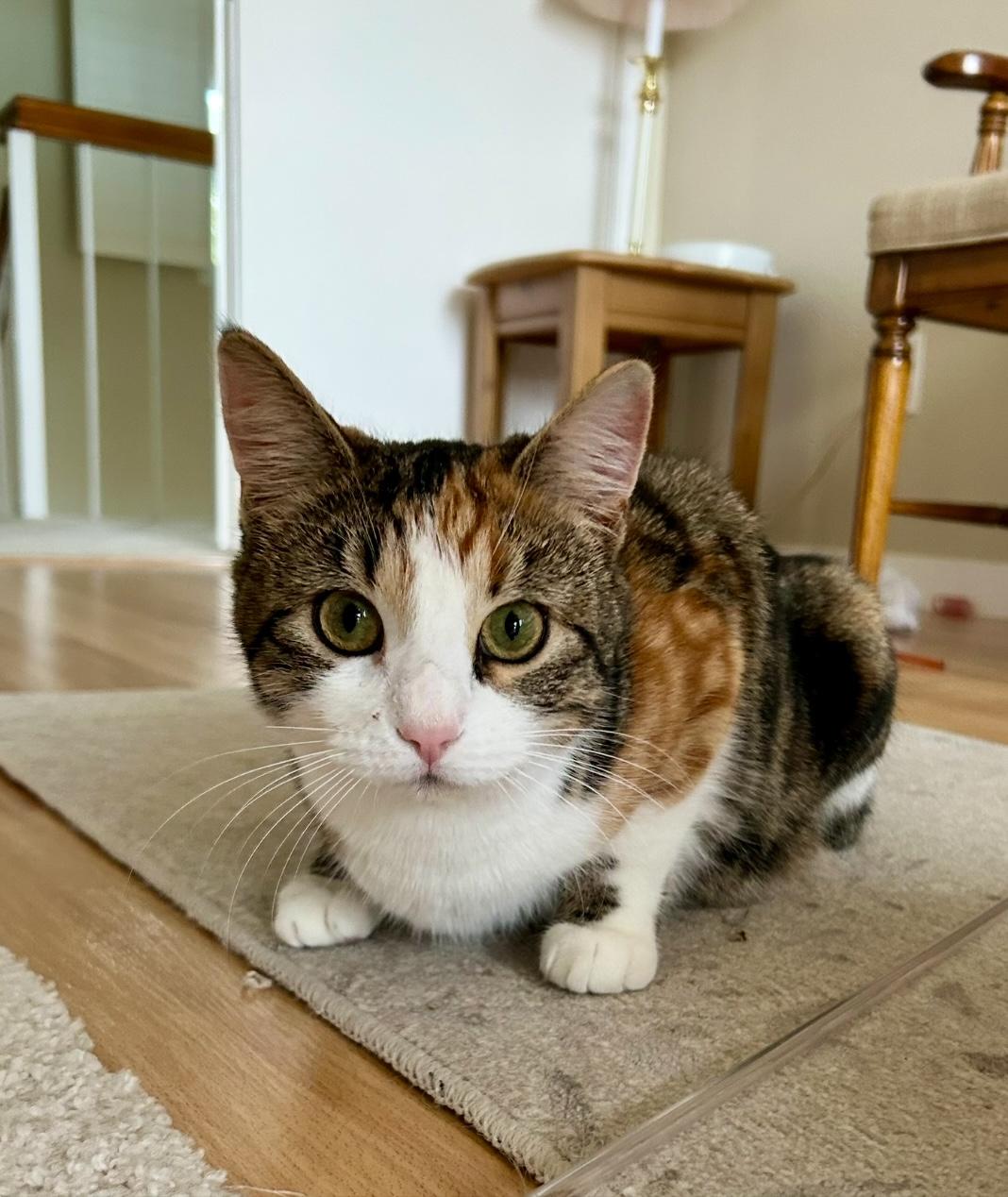 Enlarge Ginger, a Adoptable Calico in San Rafael, CA image 4/6