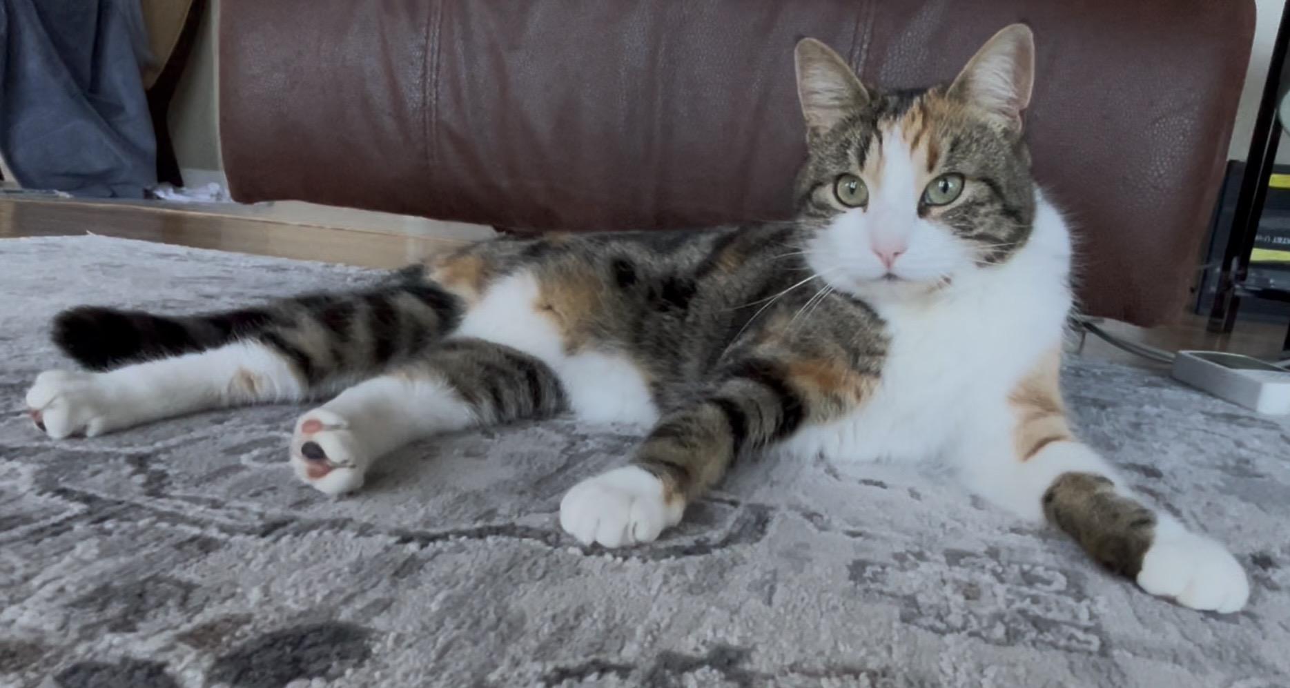 Enlarge Ginger, a Adoptable Calico in San Rafael, CA image 5/6
