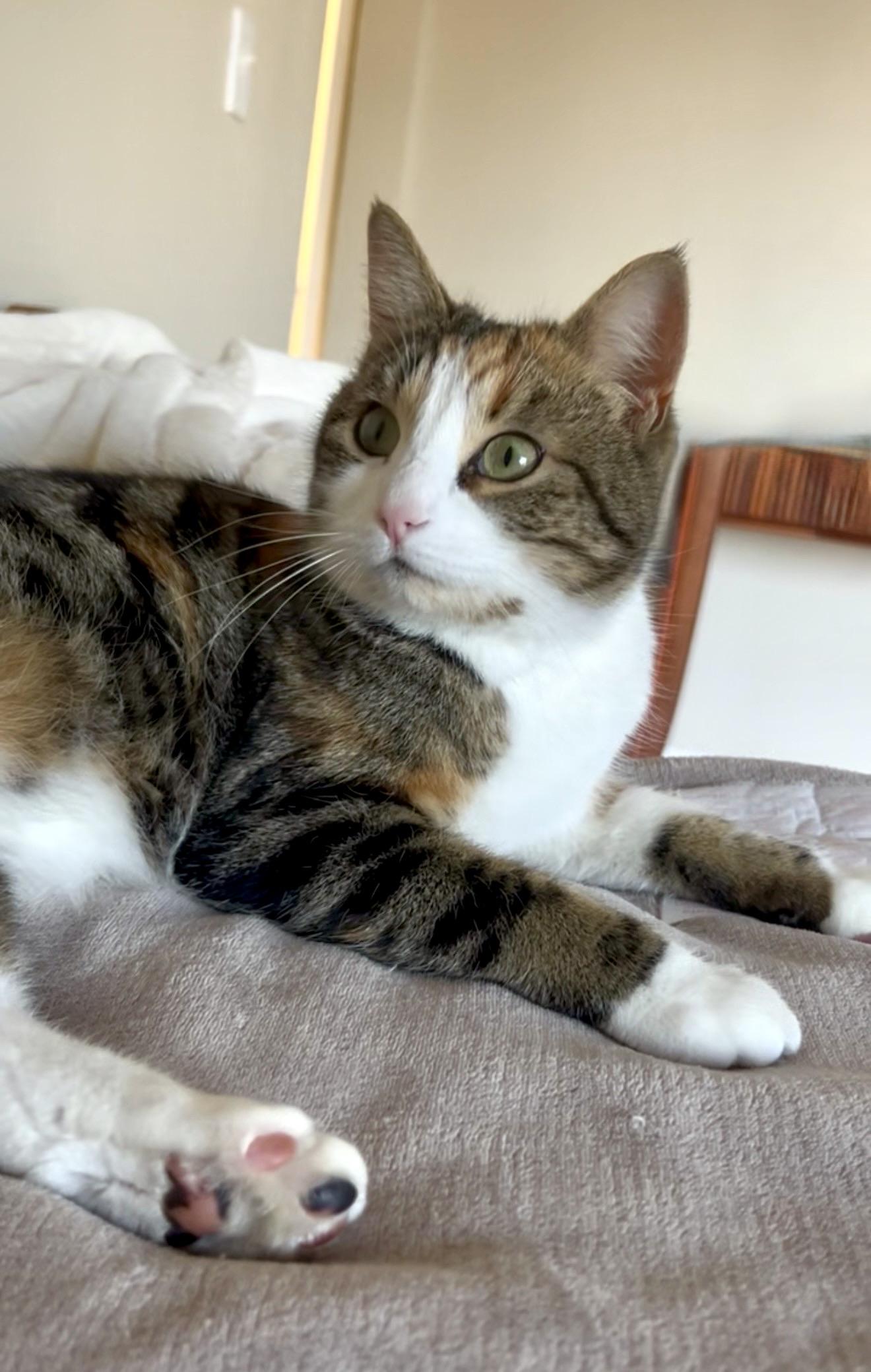 Enlarge Ginger, a Adoptable Calico in San Rafael, CA image 1/6